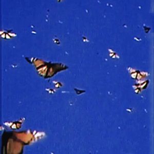 Meet your Posher, Lily